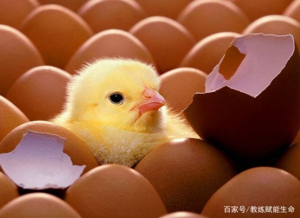 https://wx4.sinaimg.cn/large/44bf5e1aly4gdd635dozzj20go0c3443.jpg